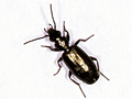 Microlestes minutulus